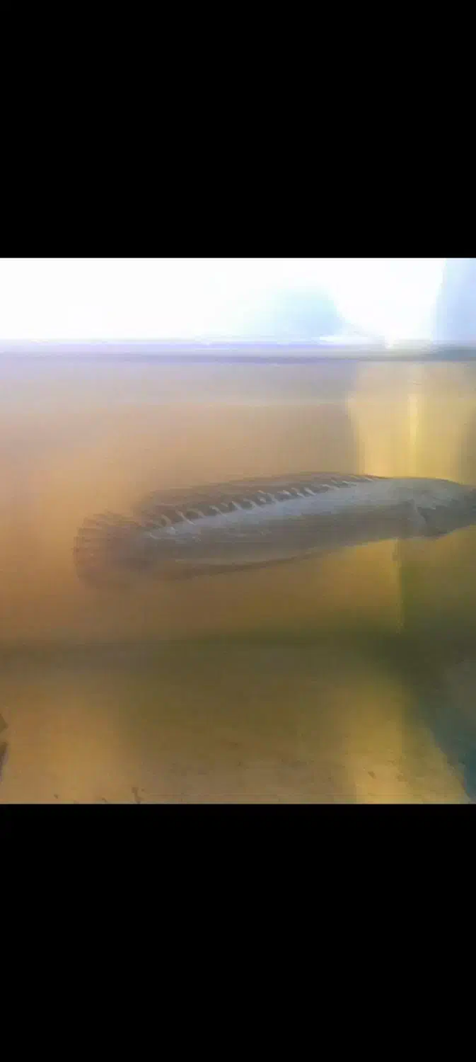 چانا|ماهی|هشتگرد, شهرک فرهنگیان|دیوار