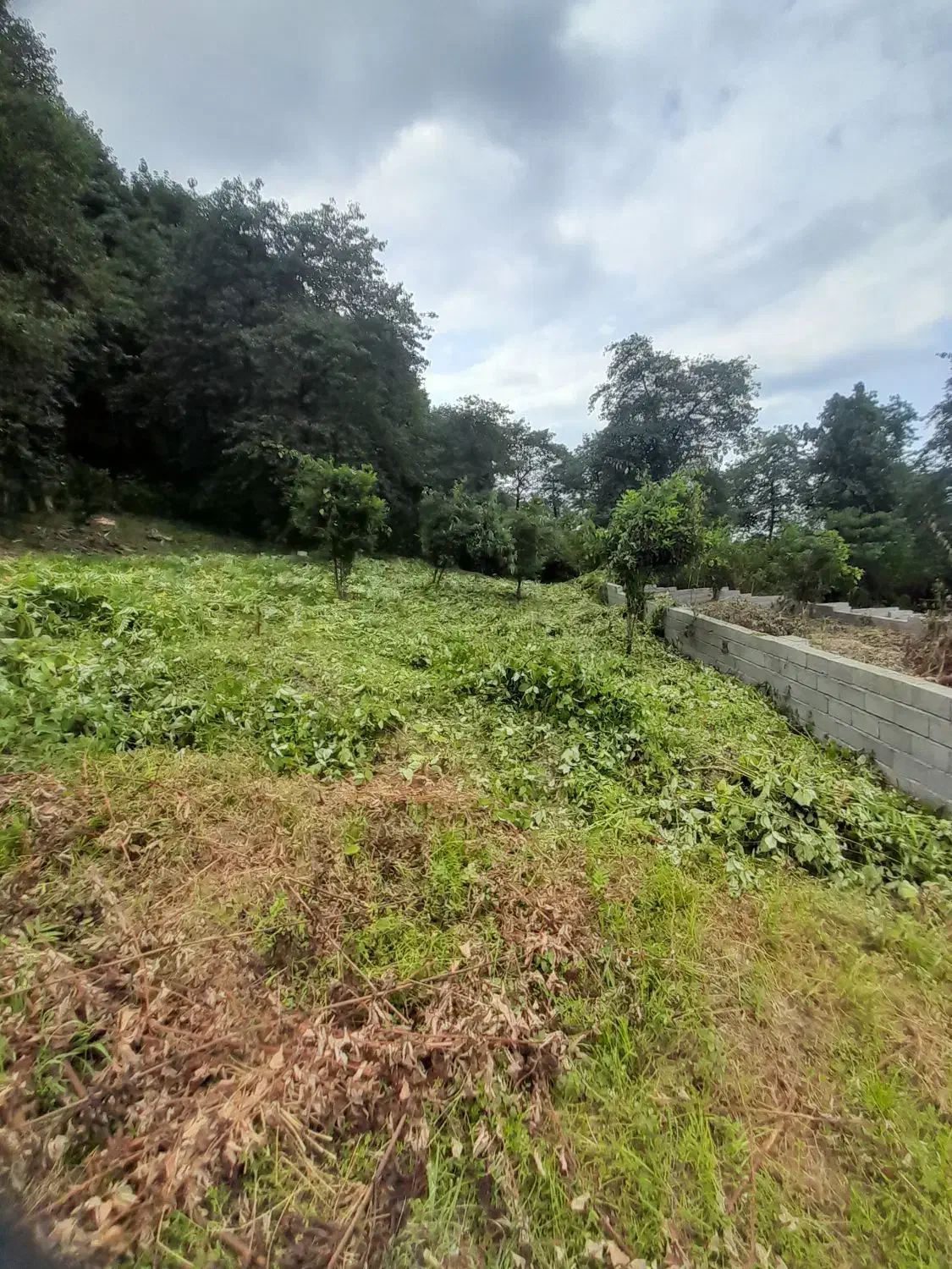 علفتراشی هرس سمپاشی علف زنی علف تراش|خدمات باغبانی و درختکاری|تنکابن, |دیوار