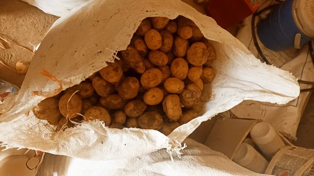 سیب زمینی بذر|خوردنی و آشامیدنی|کبودرآهنگ, |دیوار