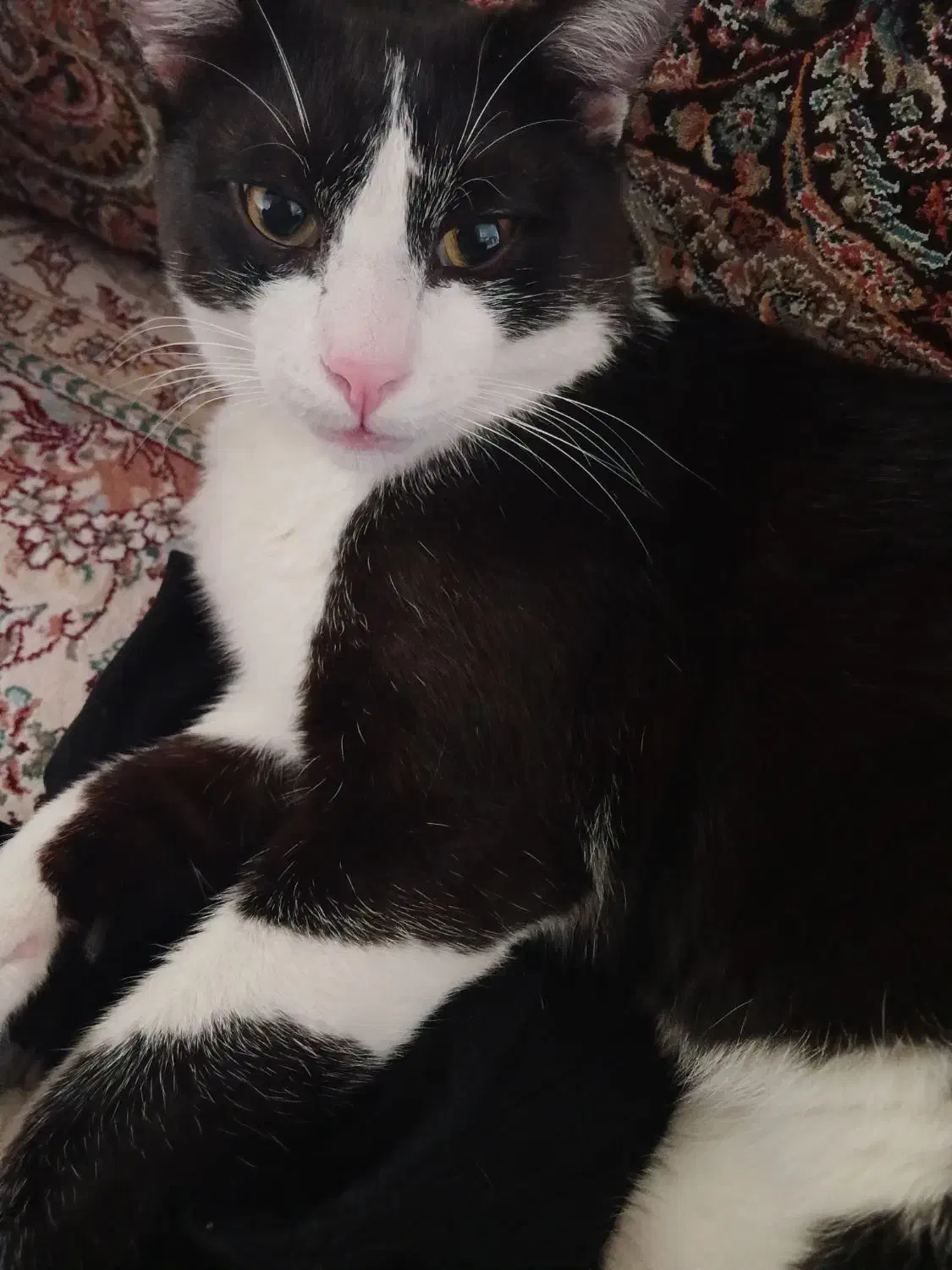 گمشده گربه نره هرکی پیداش کنه شیرینه تپل بهش میدم|حیوانات|فردیس, قریشی|دیوار