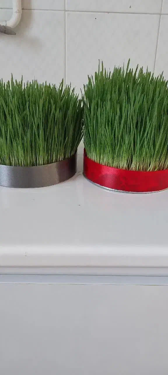 سبزه و جاشمعی|گل و گیاه طبیعی|خرم‌آباد, |دیوار