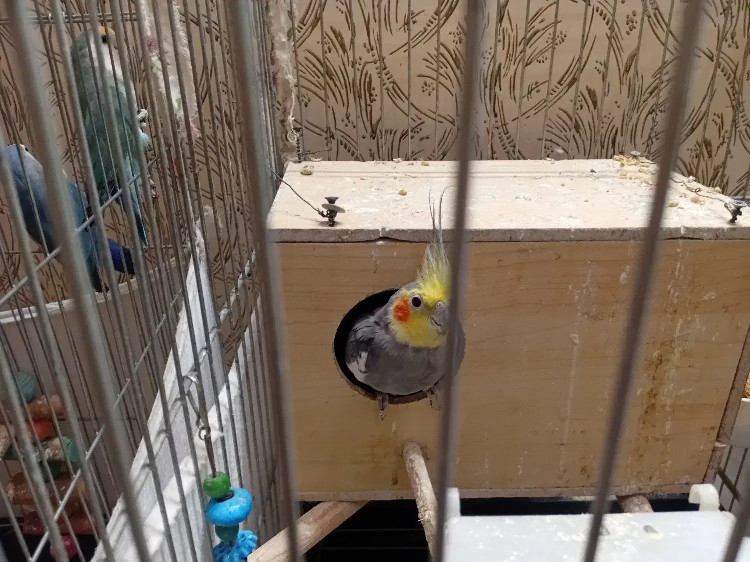 یک جفت عروس هلندی|پرنده|سمنان, |دیوار