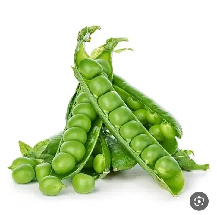 بذر نخود فرنگی بذر جدید اصلاح شده|خوردنی و آشامیدنی|دره شهر, |دیوار