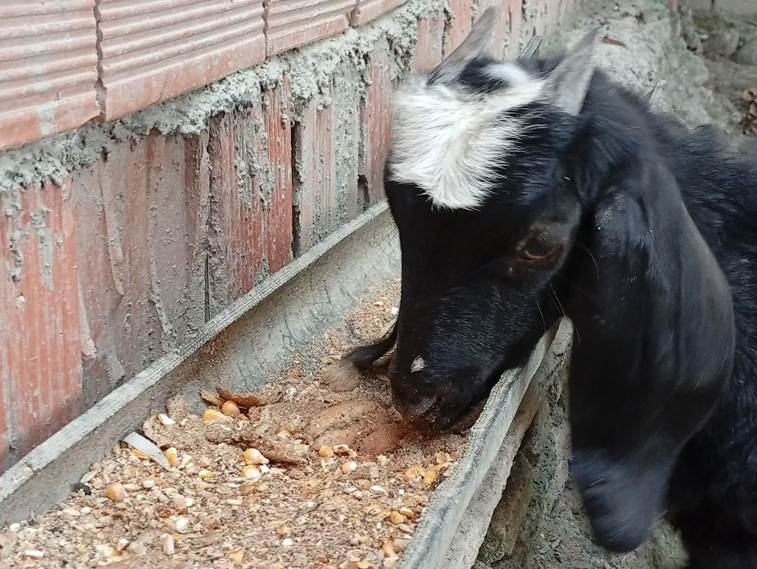 بز‌غاله|حیوانات مزرعه|بندر گز, |دیوار