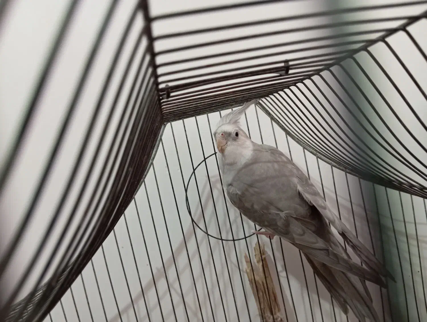 عروس هلندی نر|پرنده|دزفول, |دیوار