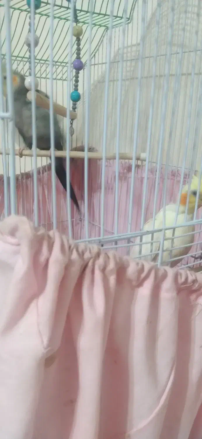 تخم عروس هلندی|پرنده|رشت, پیرکلاچای|دیوار