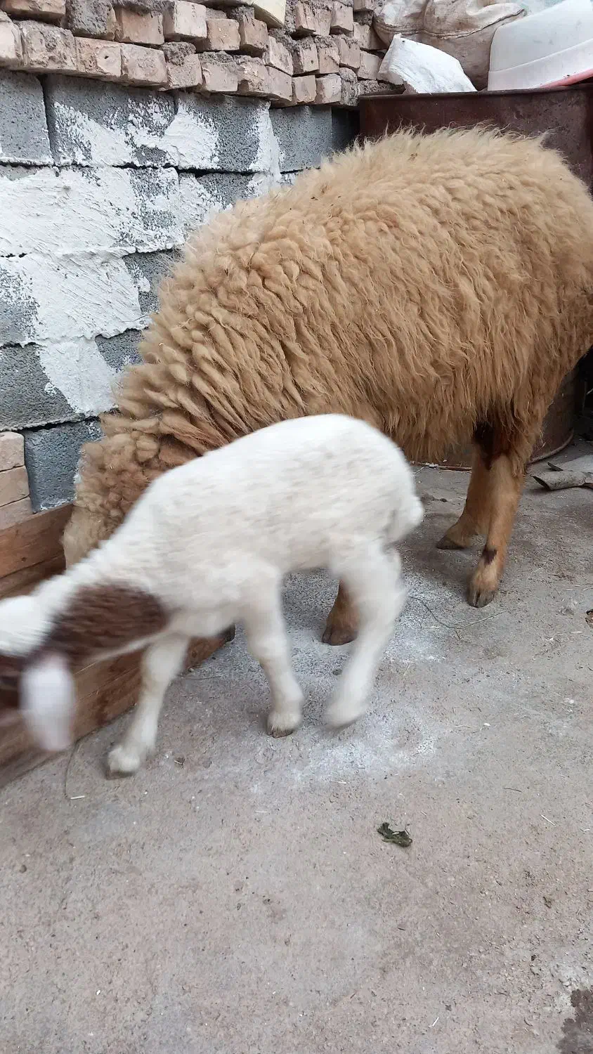 گوسفند مطفل شکم اول زیرش بره نر|حیوانات مزرعه|کارون, |دیوار