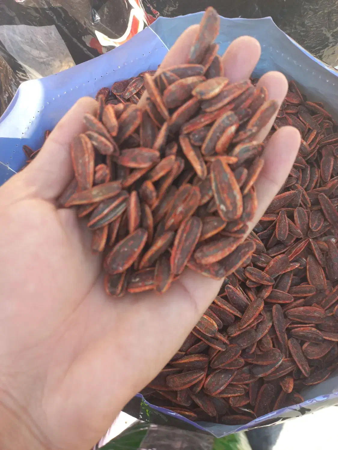 تخمه|عمده‌فروشی|ایلام, |دیوار