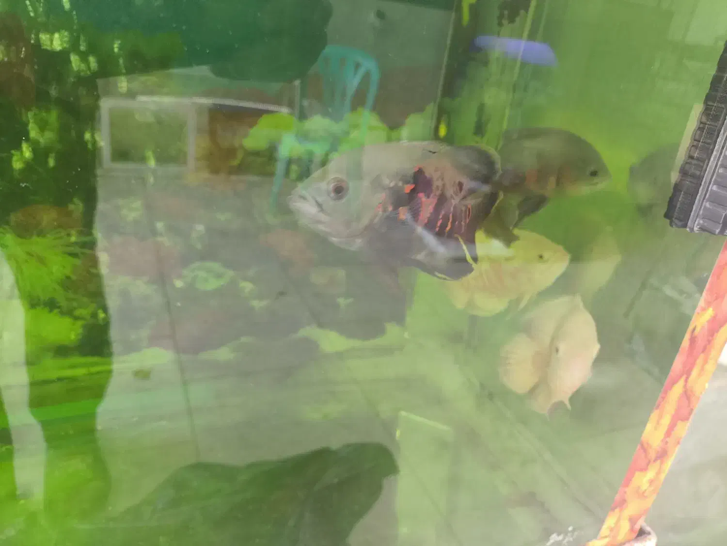 ماهی آکواریومی اسکار 65|ماهی|قائم‌شهر, |دیوار