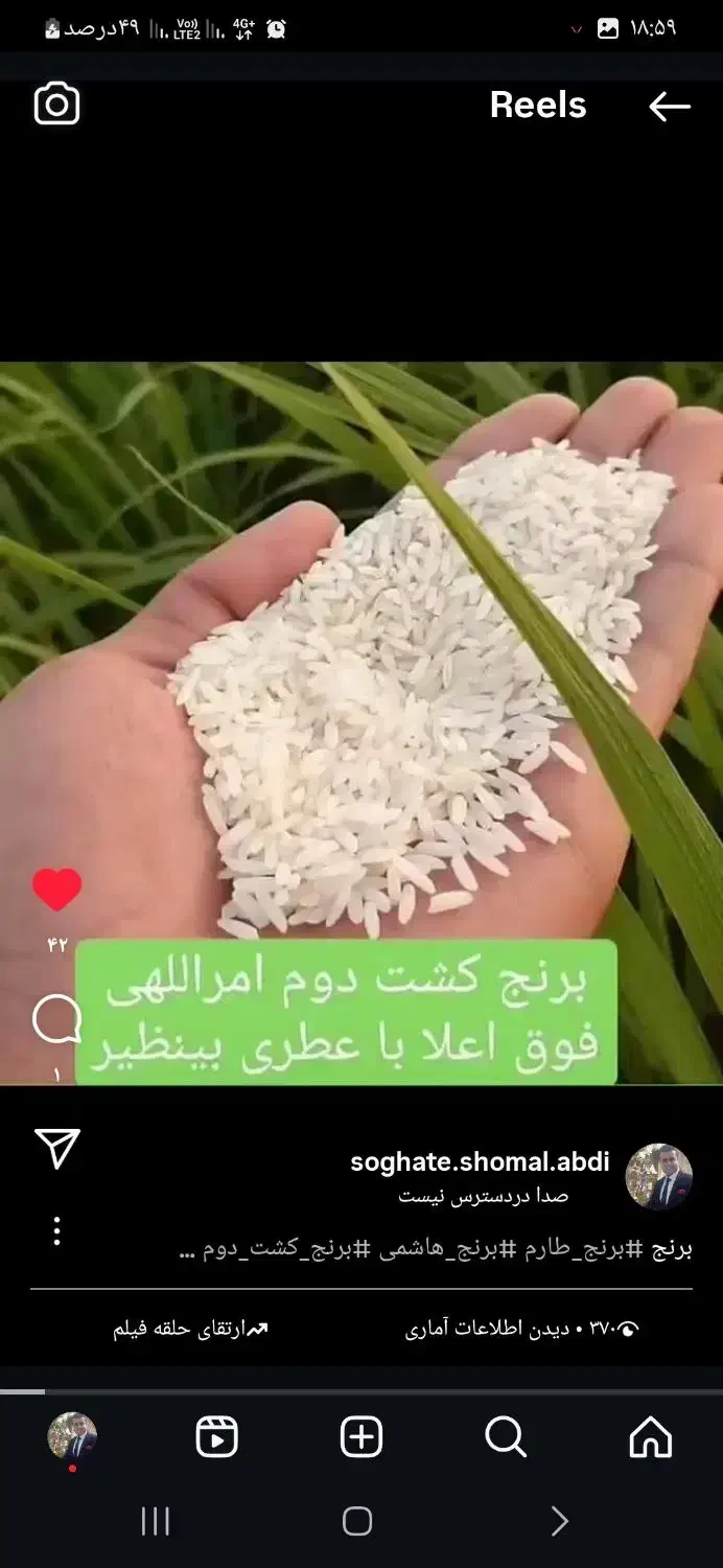 برنج کشت دوم|خوردنی و آشامیدنی|ساری, |دیوار