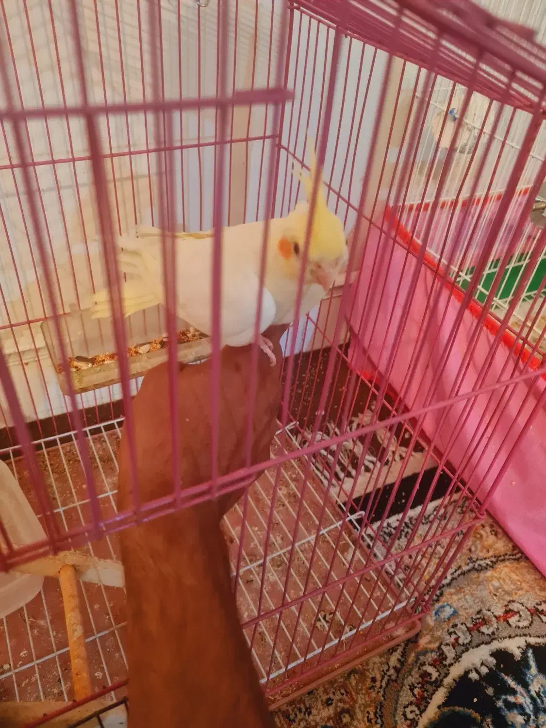 عروس هلندی نر آماده دستی شدن|پرنده|صدرا-فارس, فاز ۱|دیوار