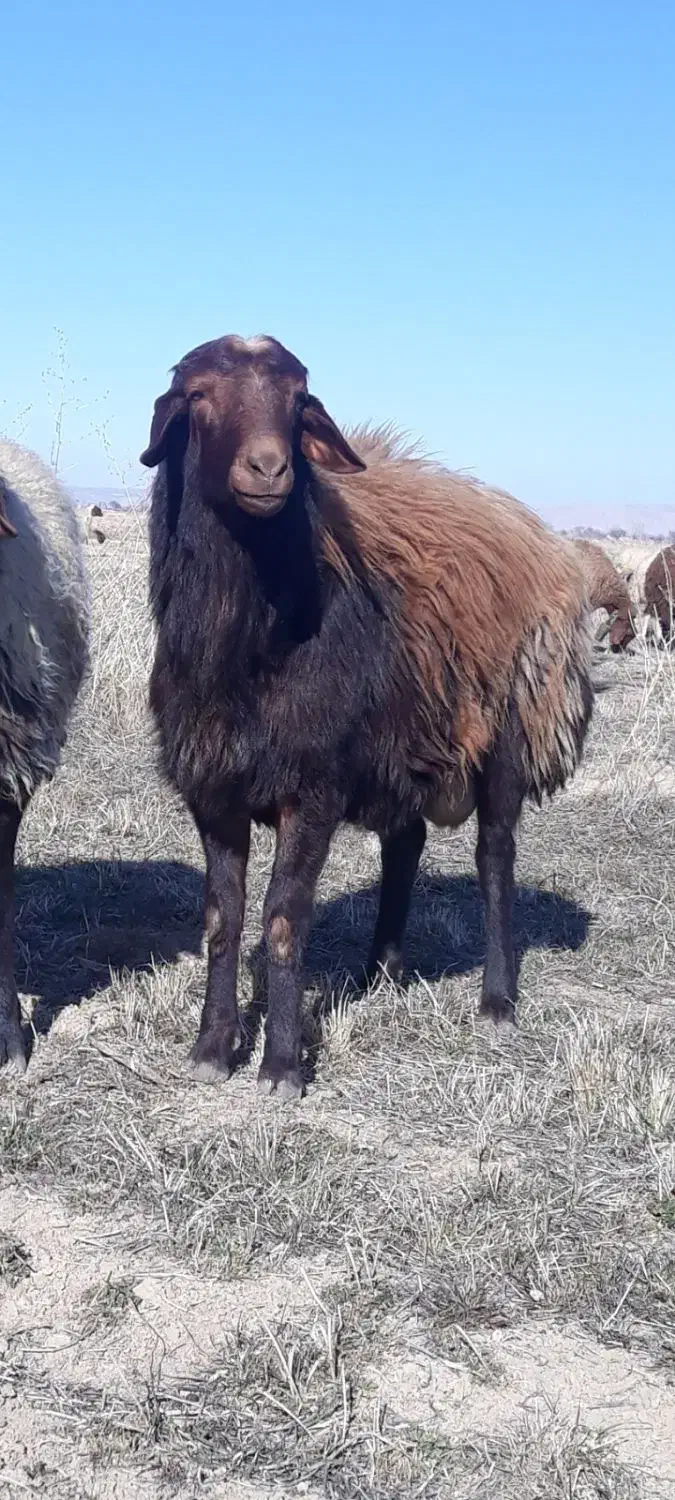 قوچ کاربلد|حیوانات مزرعه|خوانسار, |دیوار