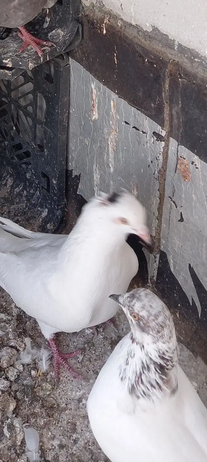 کفتر سفید گمشده|حیوانات|بندرعباس, |دیوار