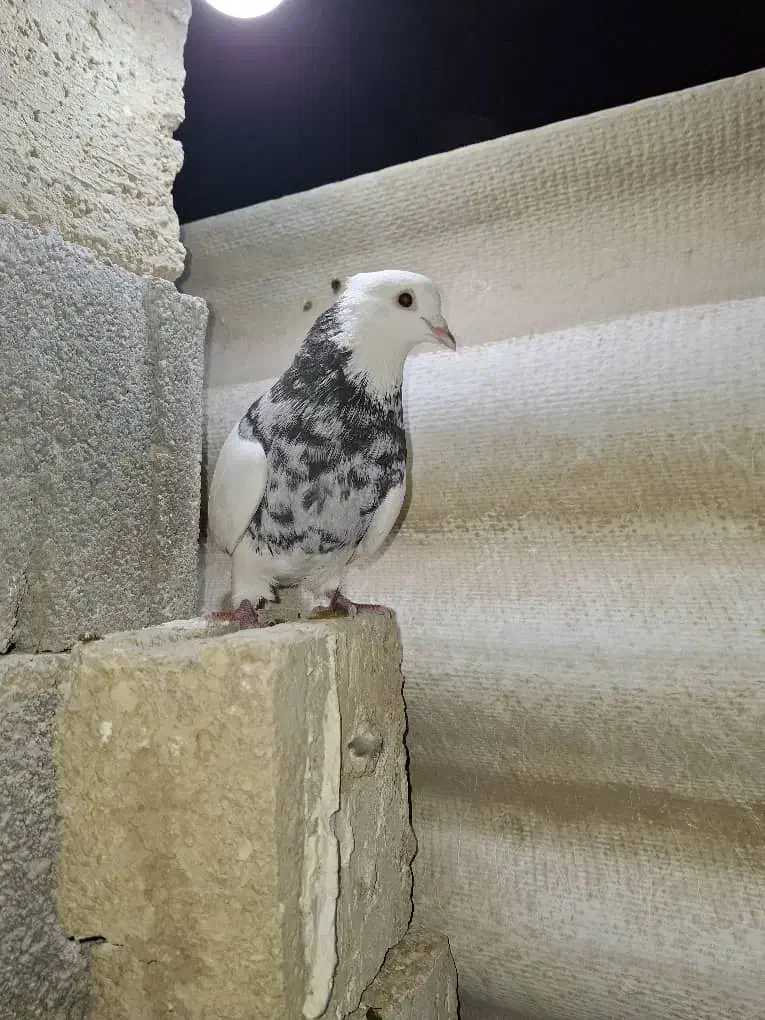 کبوتر|پرنده|جم, |دیوار