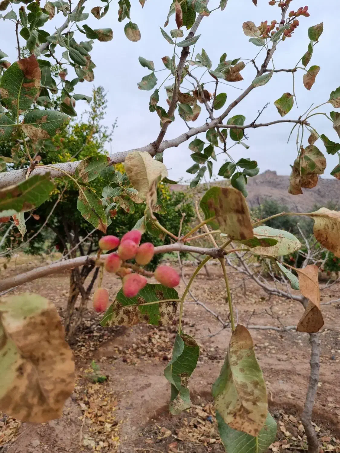 فروش باغ زیتون بار ده ۱۶ ساله|فروش دفتر صنعتی، کشاورزی، تجاری|طارم (زنجان), |دیوار