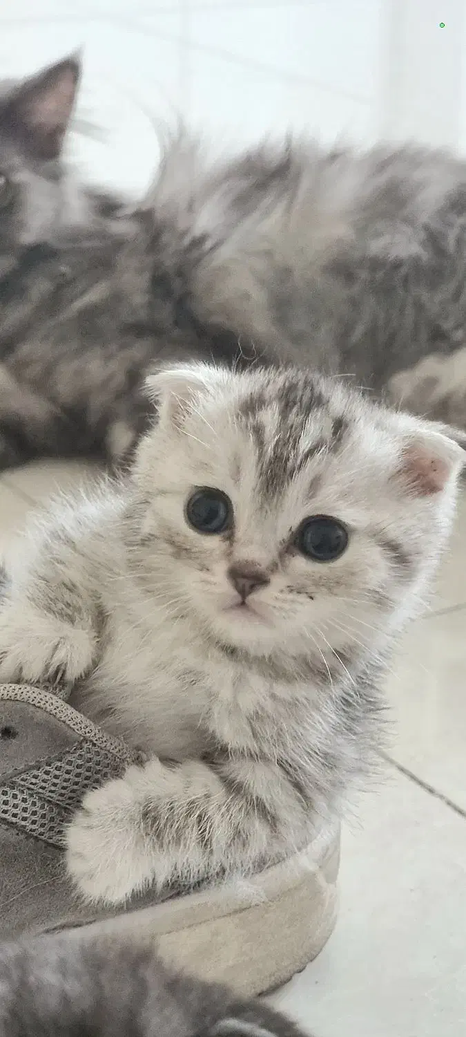 گربه خانگی اصیل|گربه|آمل, |دیوار