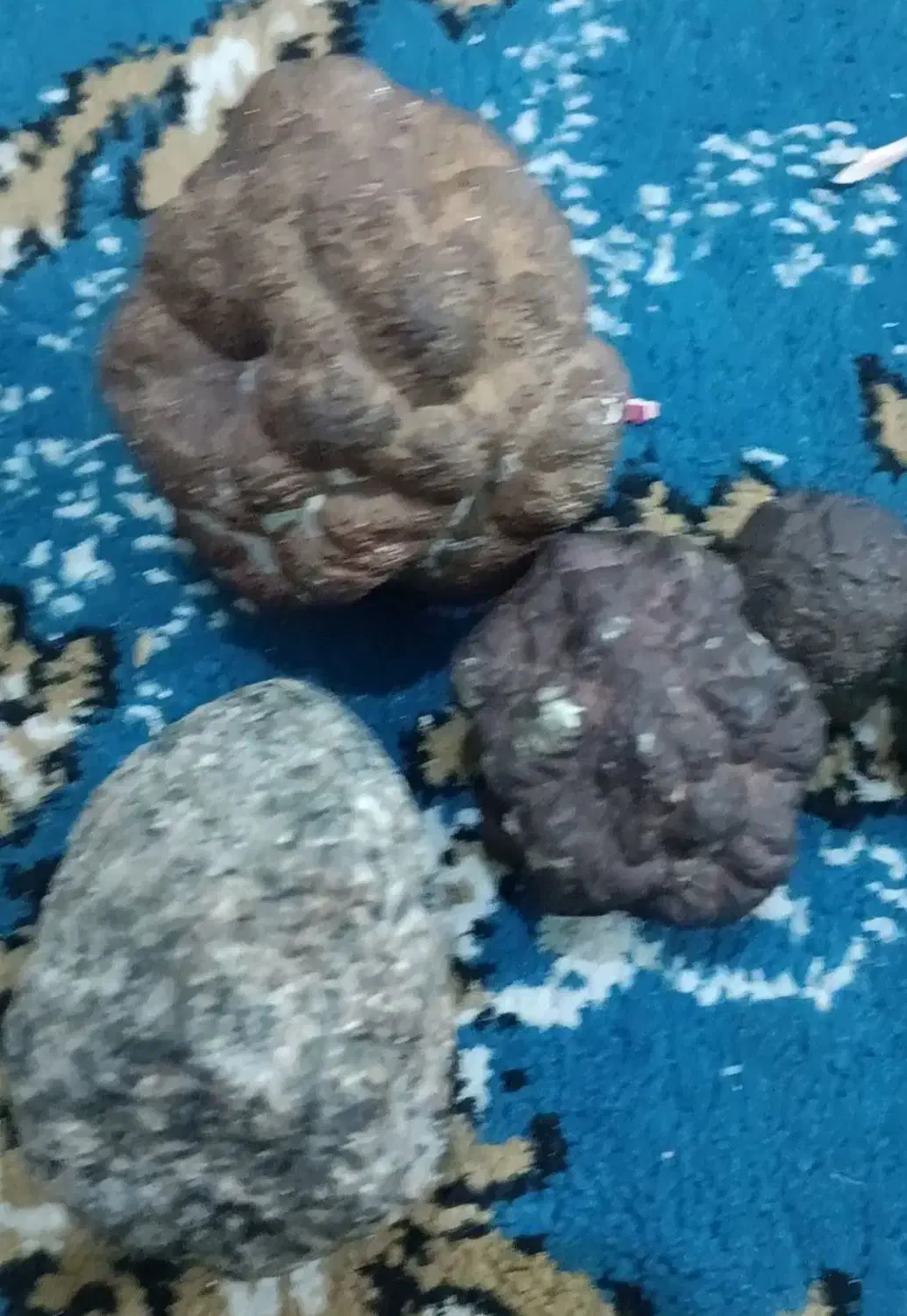 سنگ قیمتی|جواهرات|بندر کنگان, |دیوار