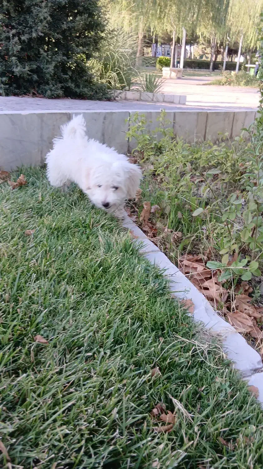 گمشده|سگ|گلبهار, شهر جدید گلبهار|دیوار