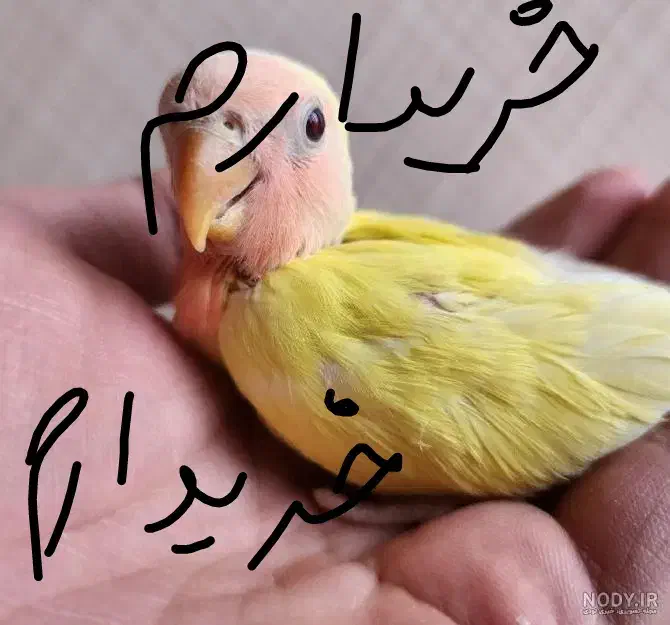 پرنده|پرنده|مسجد سلیمان, |دیوار