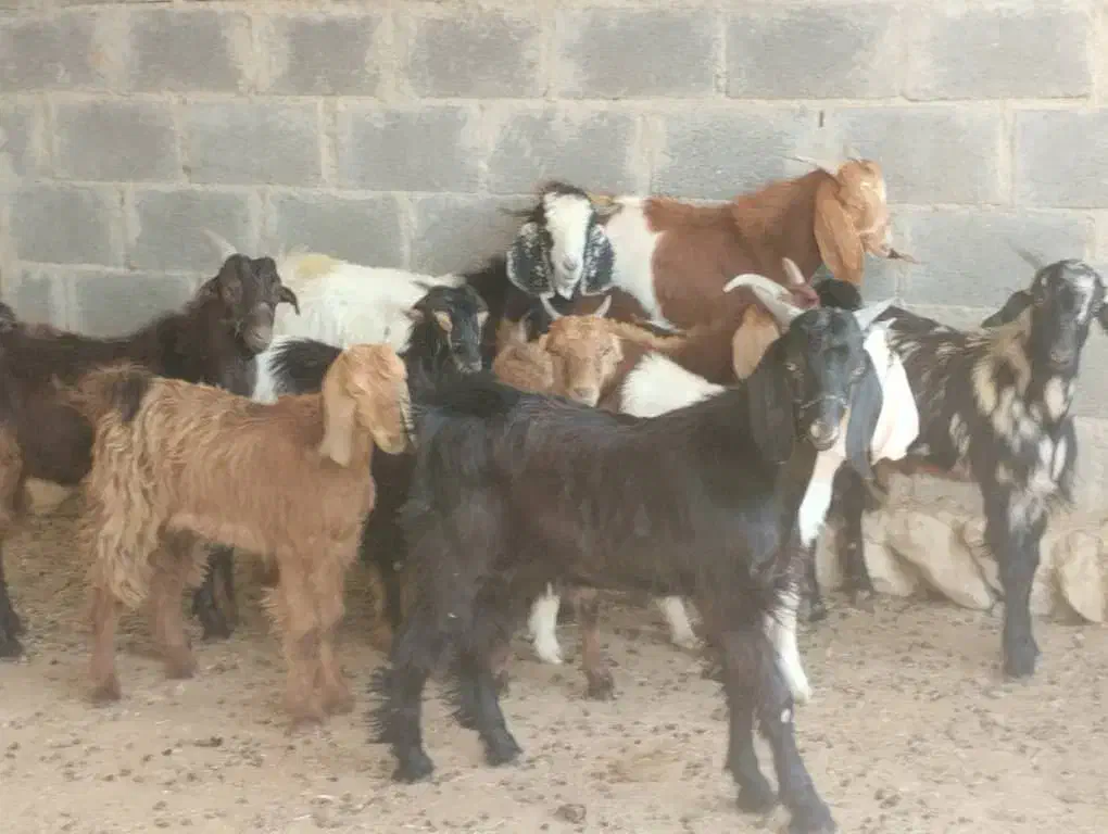 کهره نر وبره لامرد فداغ|حیوانات مزرعه|گراش, |دیوار