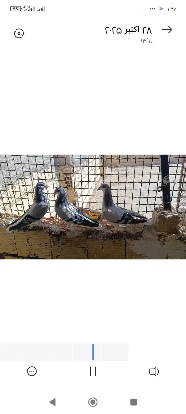 کبوتر رنگی|پرنده|بوئین زهرا, |دیوار