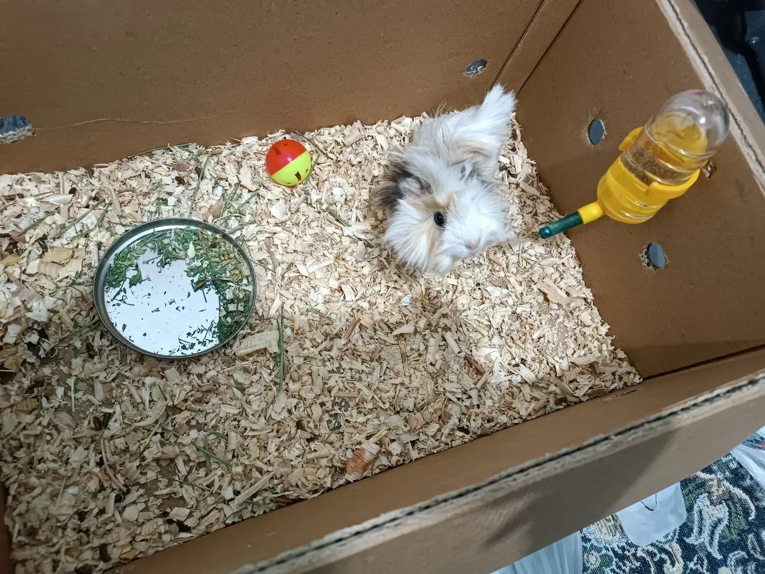 خوکچه هندی مو فشن|موش و خرگوش|شیراز, دلجو|دیوار