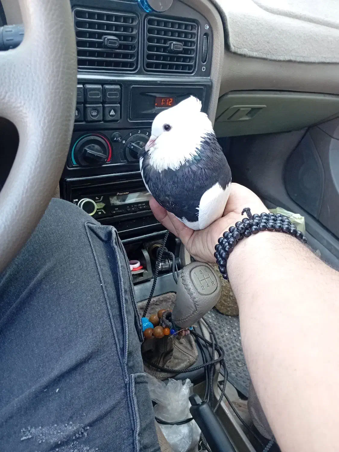 یه جفت طوقی پرشی دره شهر|پرنده|دره شهر, |دیوار