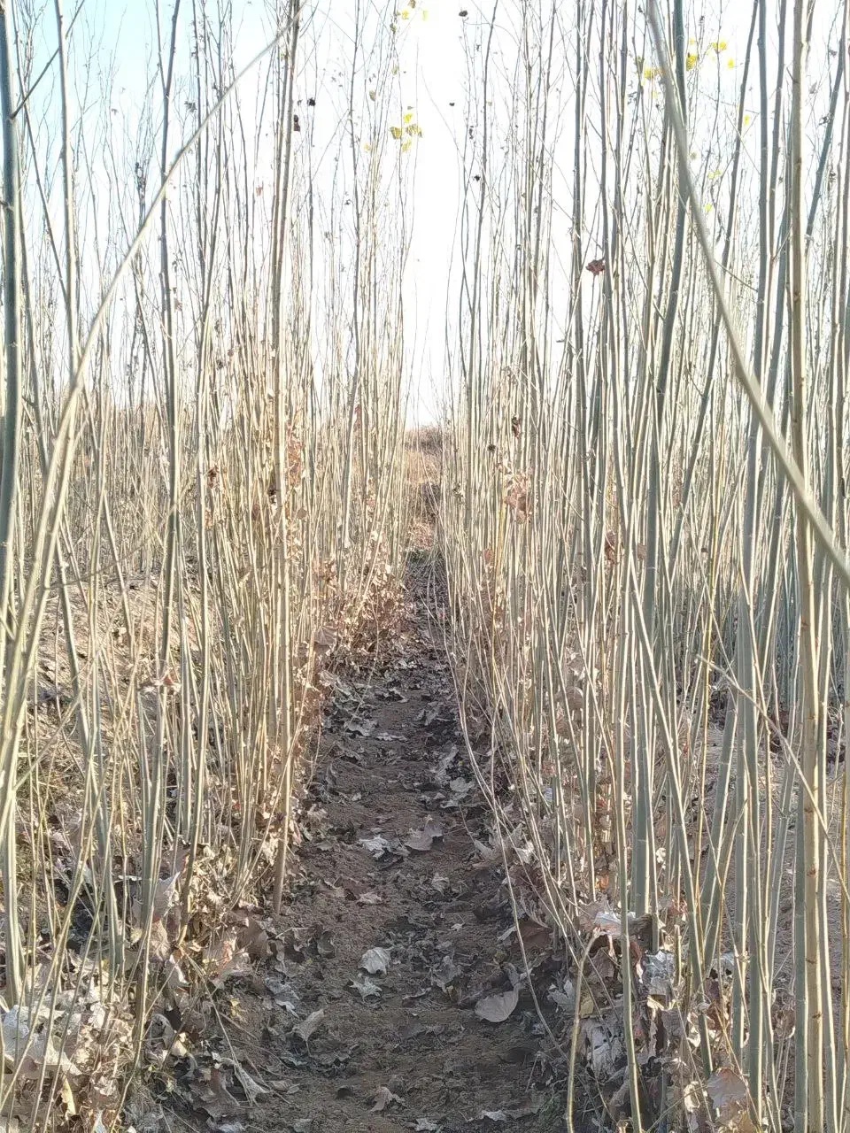 نهال|گل و گیاه طبیعی|ملکان, |دیوار