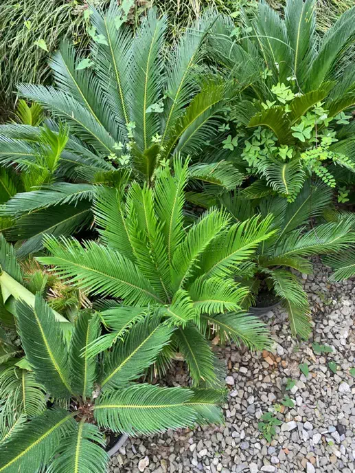 سیکاس|گل و گیاه طبیعی|نوشهر, |دیوار