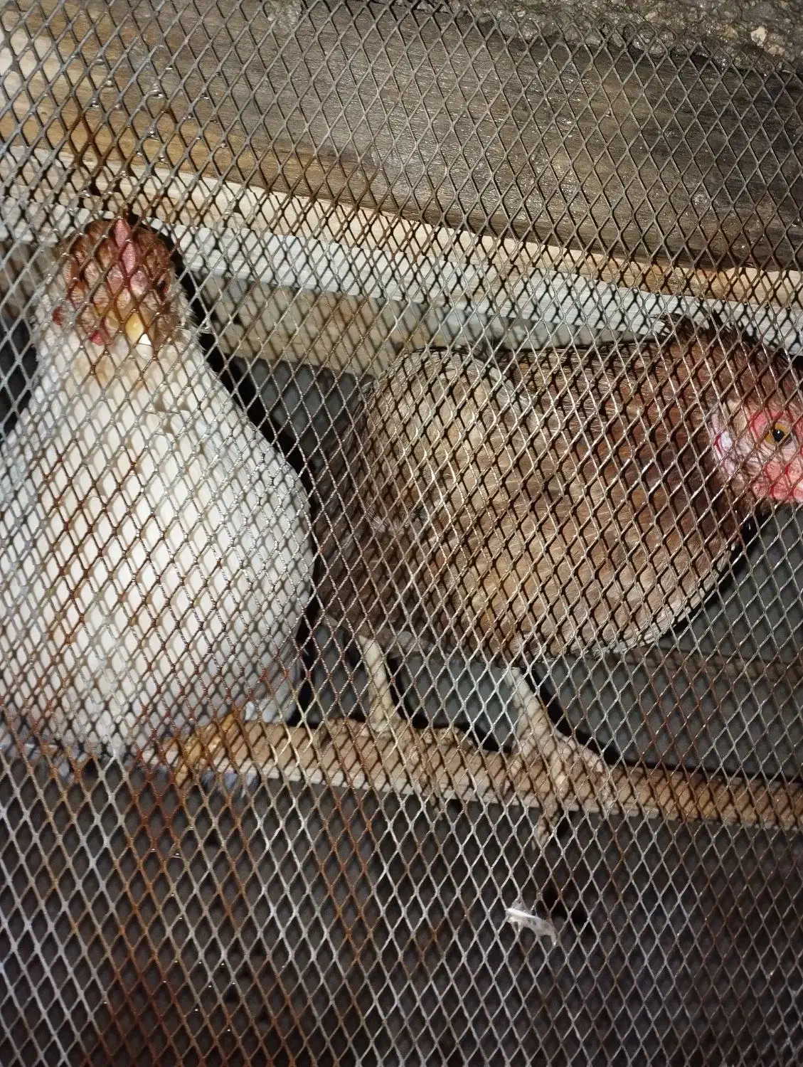 مرغ|پرنده|مهر, |دیوار