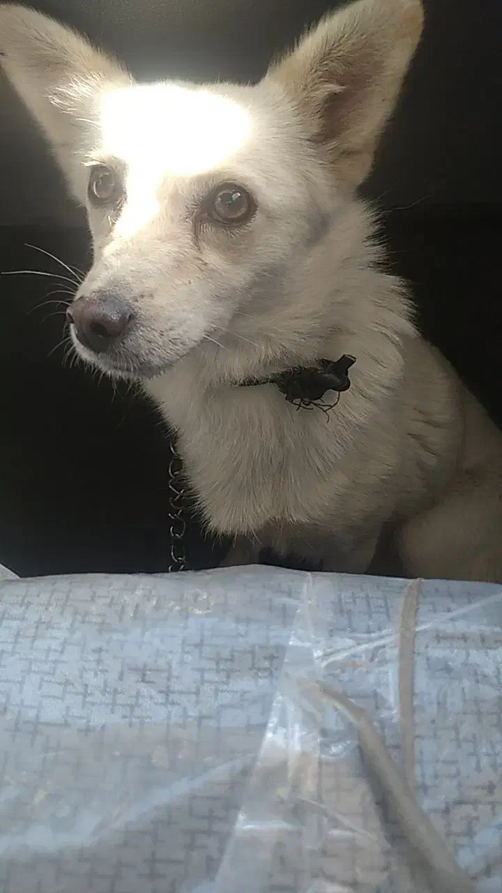 سلام شرایط نگه داری شو دیگه ندارم میرم سرکار|سگ|شیروان (خراسان), |دیوار