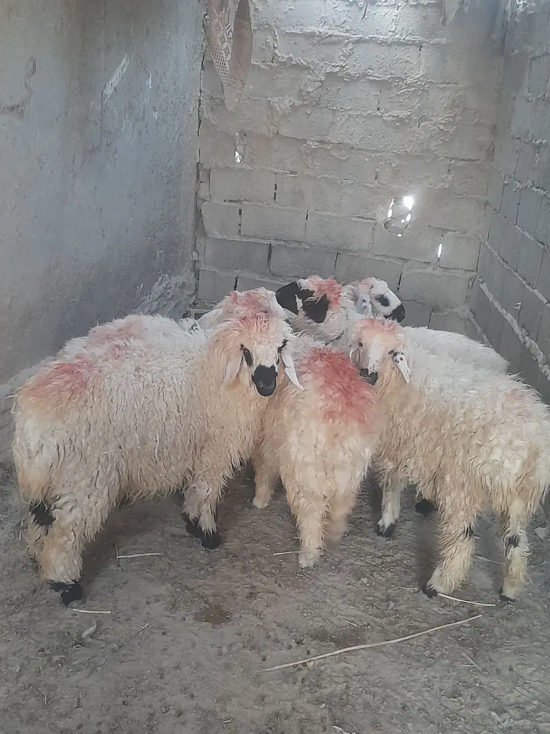 برهنروماده|حیوانات مزرعه|زابل, |دیوار