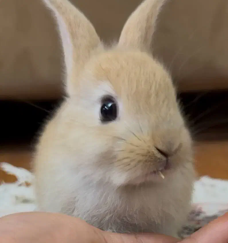 خرگوش|موش و خرگوش|ساری, |دیوار