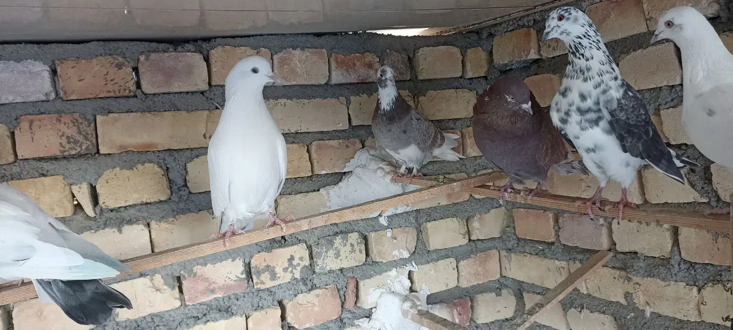 کفتر کبوتر|پرنده|جوادآباد, |دیوار