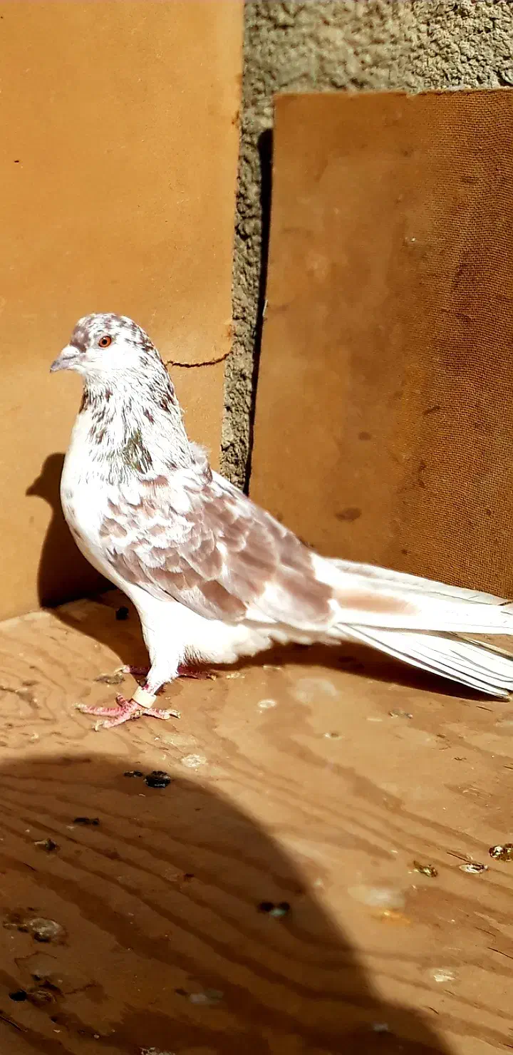 کبوترای اصیل قیمت تومتن نوشتم بخانید|پرنده|هشتگرد, ینگی امام|دیوار
