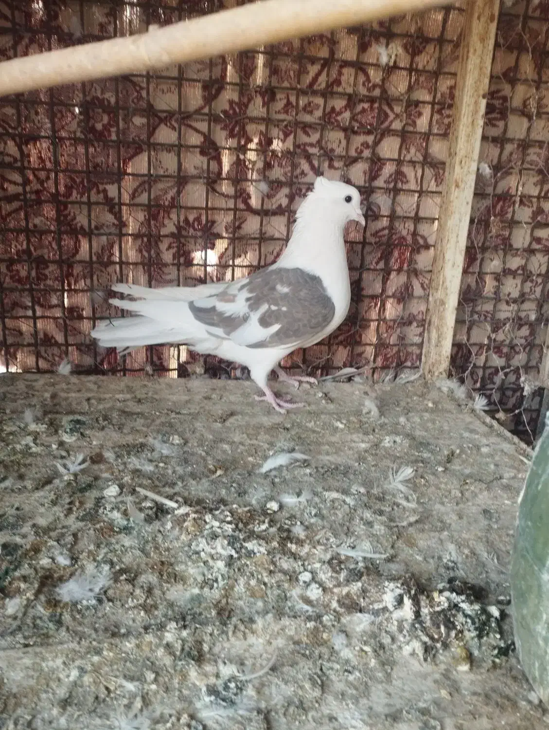 کبوتر|پرنده|زارچ, |دیوار