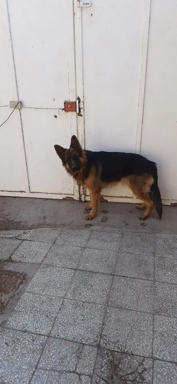 واگذاری ژرمن شیپرد|سگ|رفسنجان, |دیوار