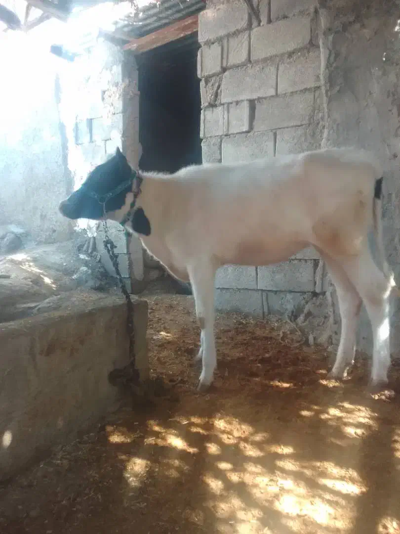 گوساله ماده|حیوانات مزرعه|لالی, |دیوار