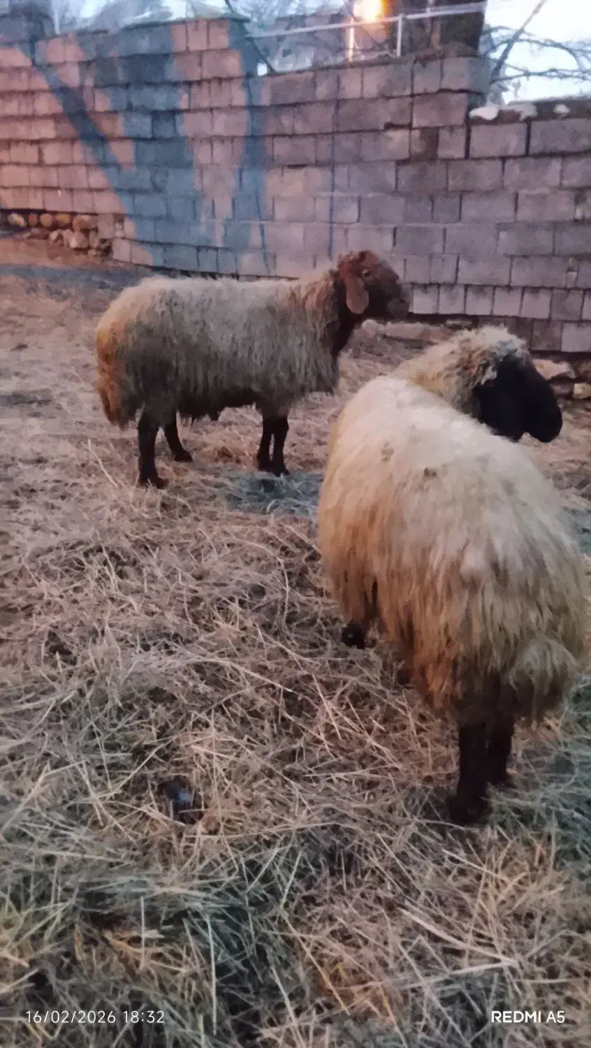 دو قوچ|حیوانات مزرعه|سیلوانه, |دیوار