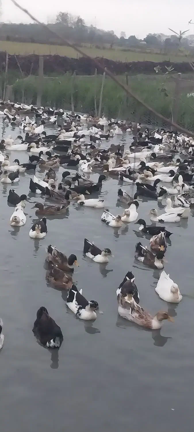 ۷۰۰عدد اردک پکنی ۵ماهه سنگین وزن|حیوانات مزرعه|فومن, |دیوار