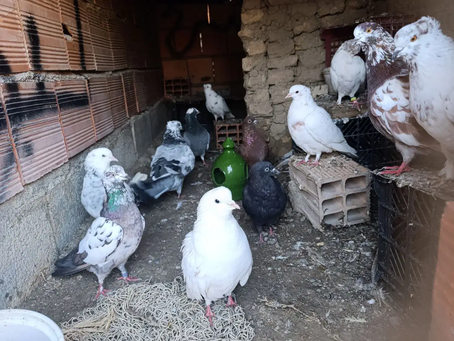 کبوتر|پرنده|سیجوال, |دیوار