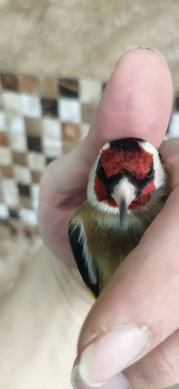 دوتا قناری نر و یک عدد سهره ی گل قفل نر|پرنده|تهران, جوادیه|دیوار