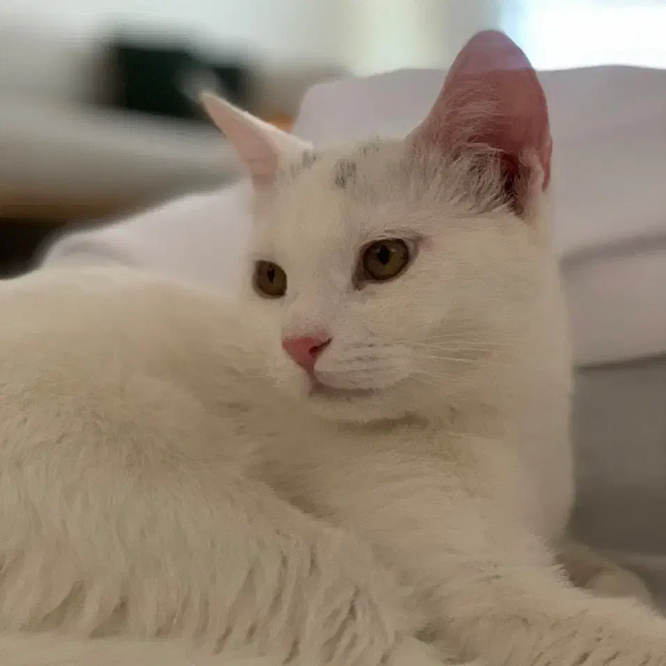 واگذاری میکس پرشین DSH|گربه|نیشابور, هفده شهریور|دیوار