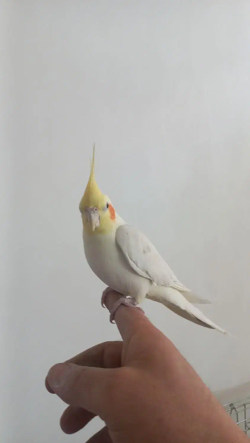 عروس نر|پرنده|فردیس, فرامرزیه|دیوار