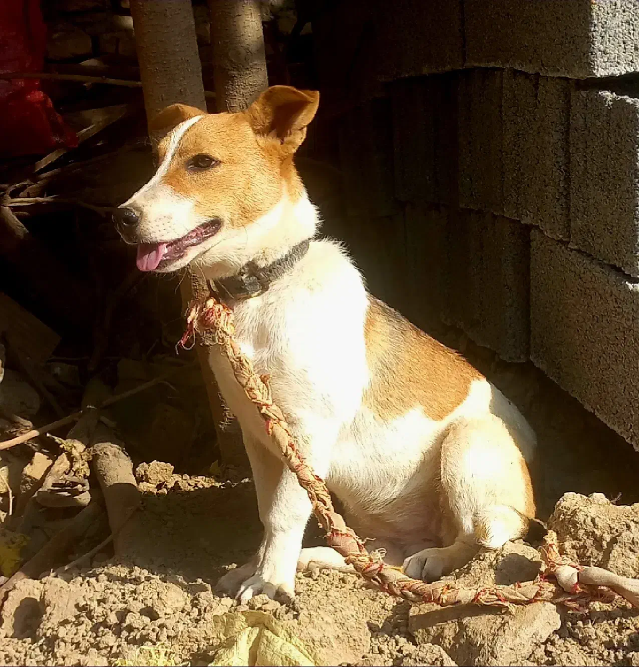 پاکوتا ماده ۶ماهه|سگ|آق قلا, |دیوار