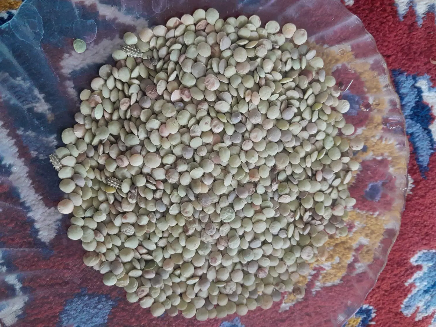 عدس|خوردنی و آشامیدنی|مشگین شهر, |دیوار