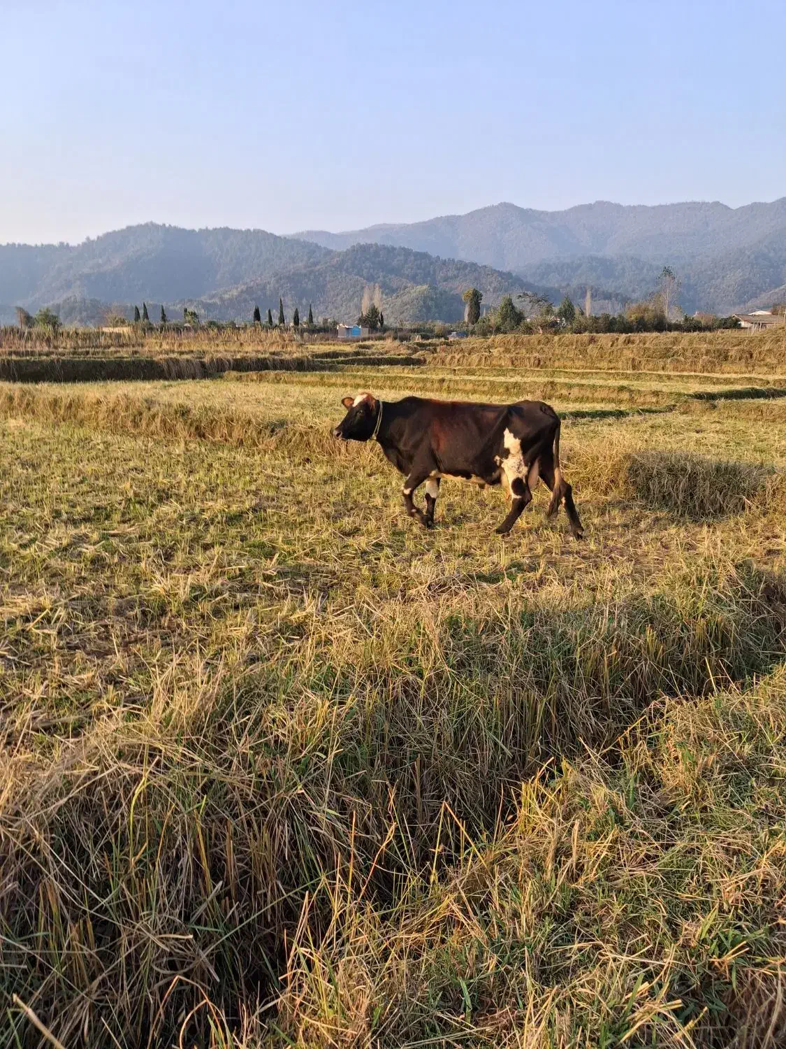 گاو دورگ محلی باگوساله نر|حیوانات مزرعه|لیسار, |دیوار
