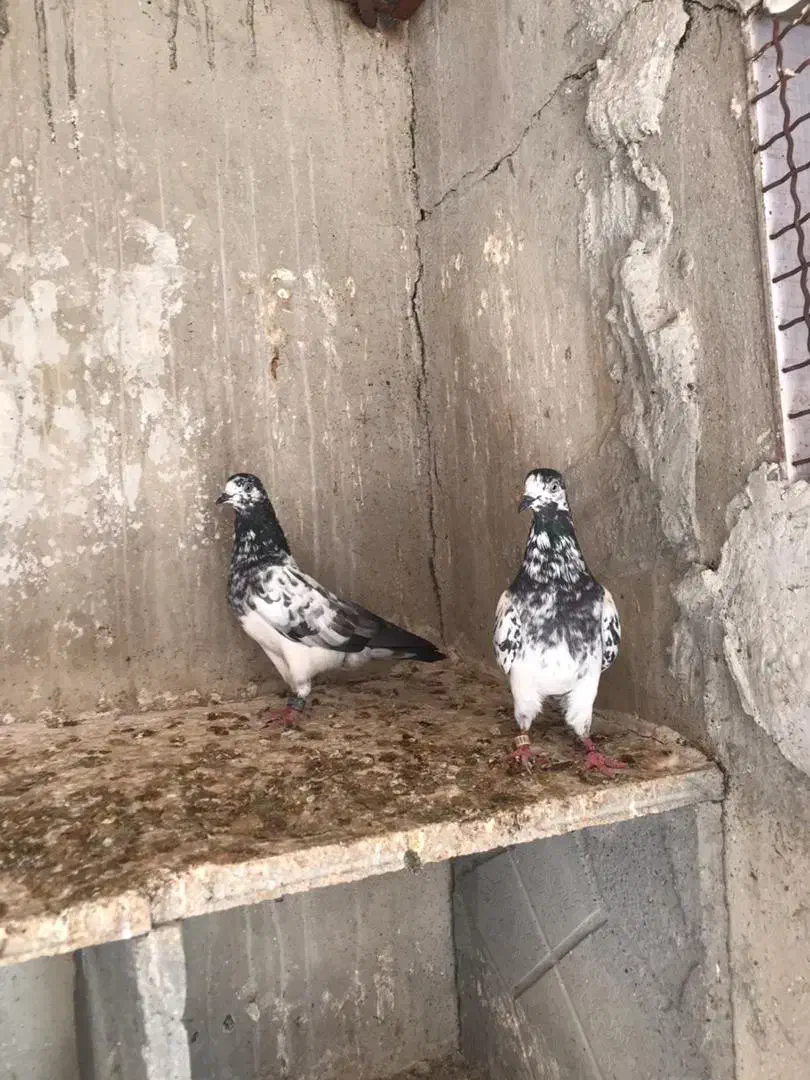 کبوتر پاکستانی|پرنده|بندر دیر, |دیوار