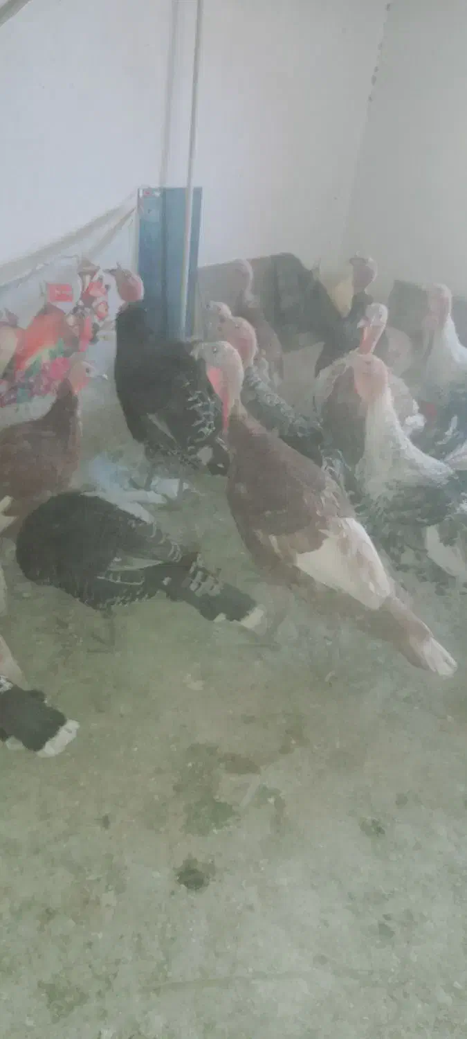 بوقلمون بوربون ومحلی|حیوانات مزرعه|همدان, |دیوار