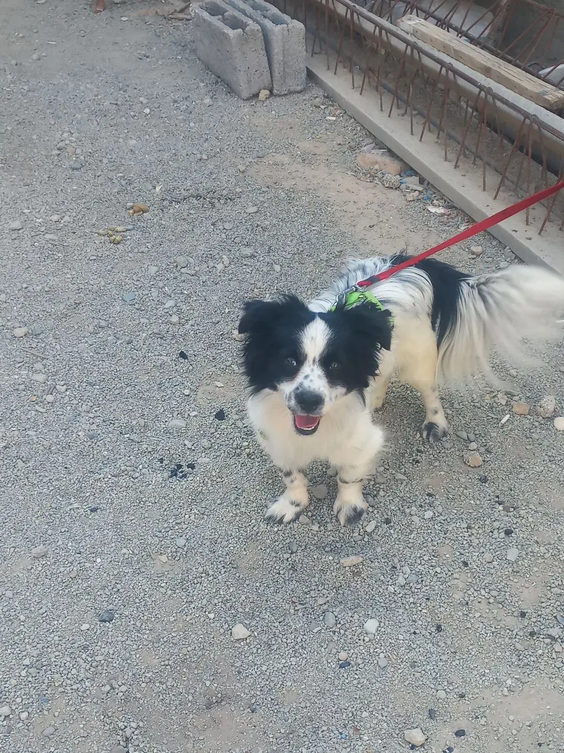 یه قلاده سگ|سگ|فردوسیه, |دیوار